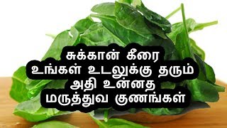 சுக்கான் கீரை உங்கள் உடலுக்கு தரும் அதி உன்னத மருத்துவ குணங்கள் [upl. by Hankins]