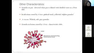 quotActinomyces and Nocardia spquot by Dr Savita Kumari Department of Veterinary Microbiology [upl. by Hairahcaz386]