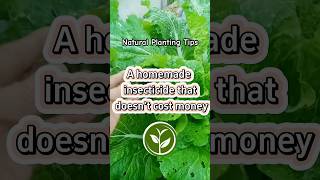 A homemade insecticide that doesn’t cost money plants shortvideo garden youtubeshorts howto [upl. by Brotherson265]