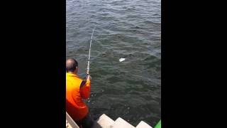 Sembawang Park Jetty Fishing  28 Jan 2015 [upl. by Annaed]