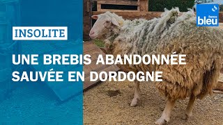 Une brebis abandonnée sauvée en Dordogne une cagnotte ouverte pour la soigner [upl. by Wirth]