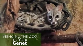 Bringing the Zoo to You Genet [upl. by Goldenberg]