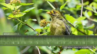 Bellbird Sounds  The tinkling calls of Bell Miners in a eucalyptus forest [upl. by Edmead349]