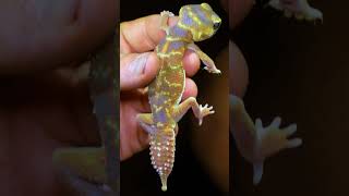 CUTEST GECKO EVER THE SMOOTH KNOB TAILED GECKO shorts  THE REAL TARZANN [upl. by Aek]