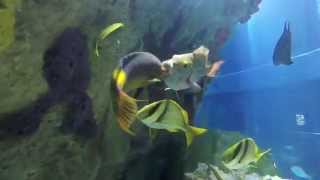 Cleaning Up Spanish hogfish and stoplight parrotfish [upl. by Ancelin]