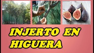 Injerto en una Higuera  Todo Huerta y Jardín [upl. by Albina]