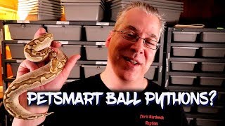 Should I buy a ball python at Petsmart [upl. by Orlov]