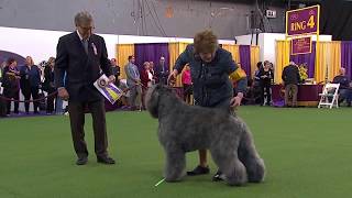 Bouviers des Flandres  Breed Judging 2020 [upl. by Becht511]