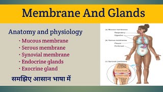 Membrane And Glands  Types of membrane and gland  Anatomy and Physiology [upl. by Reichert300]