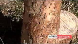 Pine Wilt Disease [upl. by Vivianne]