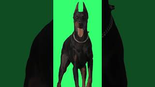 Doberman Dog  Green Screen dog dogs dogsoftiktok viral greenscreen [upl. by Grath]