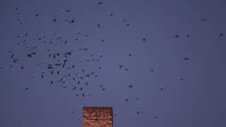 Chimney Swifts roosting [upl. by Isbel]