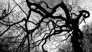 Life Of Agony  Angry Tree [upl. by Lincoln693]