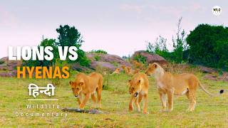 Lions vs Hyenas  हिन्दी डॉक्यूमेंट्री  Wildlife documentary in Hindi [upl. by Ernaline]