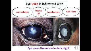 Leptospirosis pathology [upl. by Vincents]