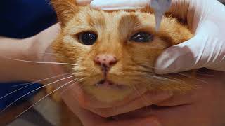 How to apply ointment to your cats eyes [upl. by Philips972]