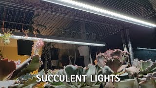 Succulent Light System Differences [upl. by Eeralih934]