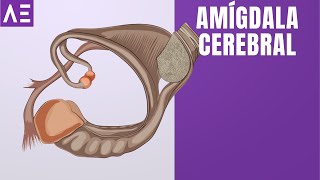 AMÍGDALA  ÁREAS DEL CEREBRO [upl. by Silvain702]