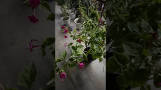 Four ‘O Clock ⏰ Plant Mirabilis Jalapa flowergarden lowmaintenanceplants butterflygarden [upl. by Fayre]