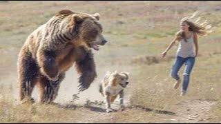 Mujer Paseando a su Perro es ATACADA Por Oso Grizzly… [upl. by Hammer]