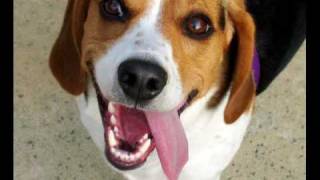 Beagle Dog Movie Download your free Beagle Dog book [upl. by Jabon]