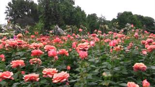 Regents Park  London Full HD Video  Canon HF S200 [upl. by Louanna83]