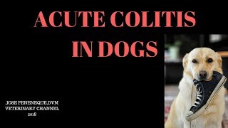 Georgia Veterinarian Explains Acute Colitis In Dogs [upl. by Eirellam]