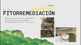 Remoción de metales pesados del suelo utilizando Lolium perenne como tratamiento de fitorremediación [upl. by Eelasor]