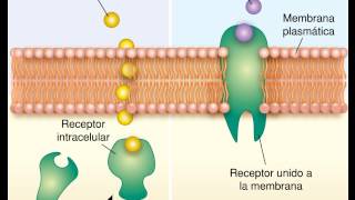 Transporte en masa Endocitosis y Exocitosis [upl. by Nesyrb]