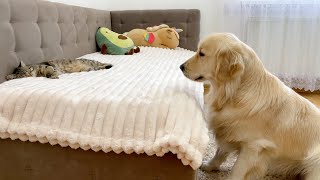 What Does a Golden Retriever do When He Finds Sleeping Cat [upl. by Cletis]