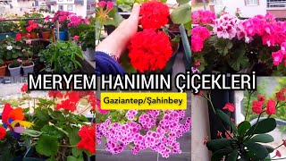 MERYEM HANIMIN Balkonu renk renk çiçekler ile dolu💕Sardunyalar muhteşemçiçekseverlerçiçekflowers [upl. by Gabriele]