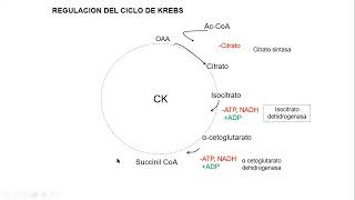 Regulación de los metabolismos parte 2 [upl. by Correna231]