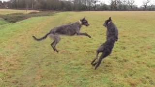 Deerhounds [upl. by Cassell704]