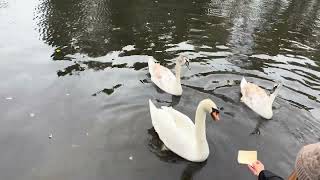 Feeding the swans at Welshpool Canal [upl. by Abas]