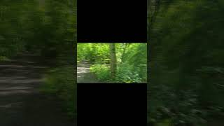 shorts Beautiful Forest Zeeland The Netherlands  Birdsong Part 2 [upl. by Ahsinid]