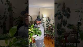 Epipremnum pinnatum albo plantroom houseplants plantvibes [upl. by Nekcerb806]