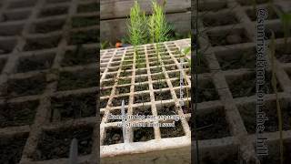 Growing and transplanting asparagus from seed garden [upl. by Marozik438]