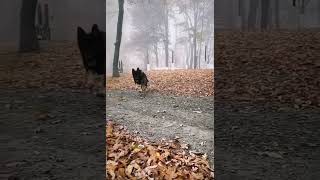 140 lb German Shepherd Running short shortsvideos [upl. by Analram]