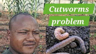 Cutworms Stuntamp Uneven growth Cover crops lessons [upl. by Areyk794]