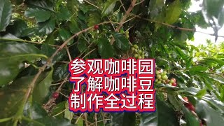 第一次见到咖啡树，全程了解咖啡制作过程 [upl. by Vtehsta]