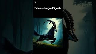 A Raríssima Palanca Negra Gigante [upl. by Atoked]