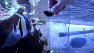 How to hand feed a Moorish Idol [upl. by Pollard499]