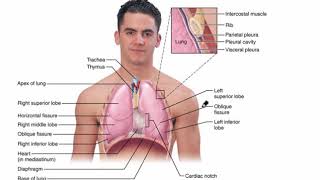 Respiratory System Video 4 [upl. by Dalila859]