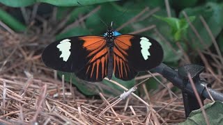 Audubon insectarium and aquarium to reopen on Thursday [upl. by Harbison523]