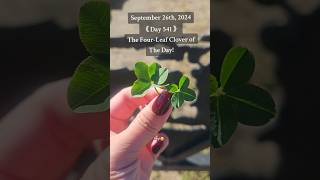 541 Consecutive Days Finding a Genuine FourLeaf Clover 🍀 fourleafclover nature [upl. by Tomlinson]