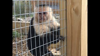 Animal Adventures with Jordan Black and White Capuchins [upl. by Nosnor]