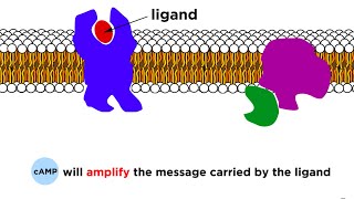 Receptors Signal Transduction and Phosphorylation Cascade [upl. by Venterea]