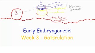 Week 3 Part 1 Gastrulation  Medical Embryology [upl. by Hanson]