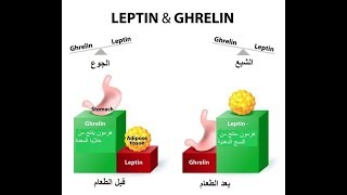 Hunger and Satiety Hormones هرمونات الشبع والجوع [upl. by Damour]