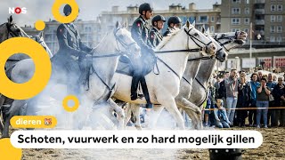 Paarden expres laten schrikken als oefening voor Prinsjesdag [upl. by Farhi]